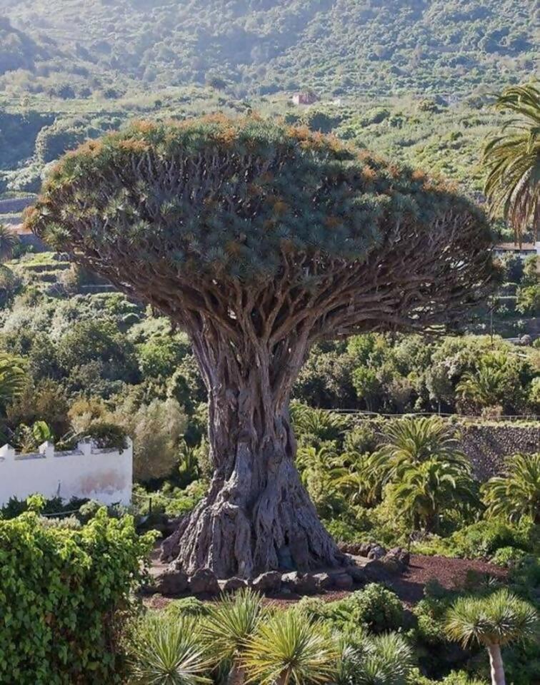 Apartmán Terraza Centrico Pueblo Aparcamiento Cerca Icod De Los Vinos Exteriér fotografie